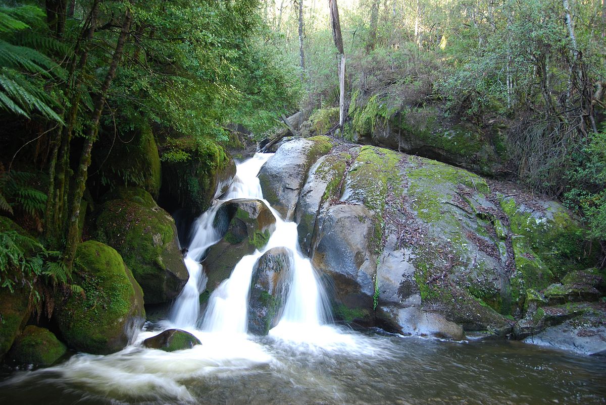 Rainforest Mindfulness 